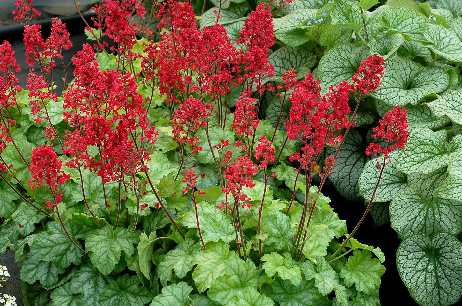 Heuchera 'Tokyo' - Tokyo Alum Root | PlantMaster
