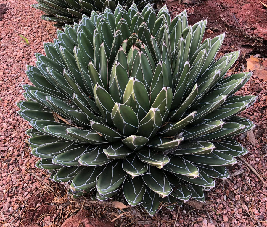 Agave victoriae-reginae 'Porcupine' - Porcupine Agave | PlantMaster