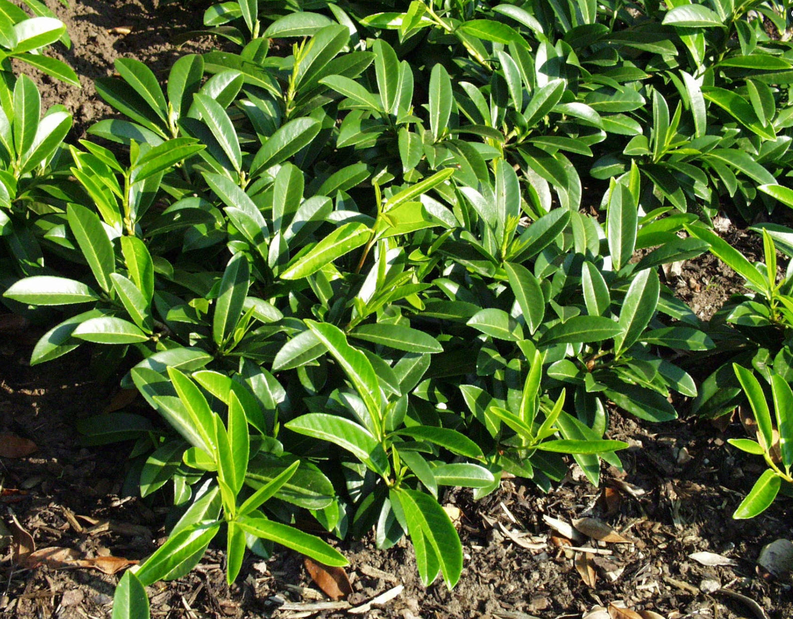 Prunus laurocerasus 'Mount Vernon' - Mount Vernon Laurel | PlantMaster
