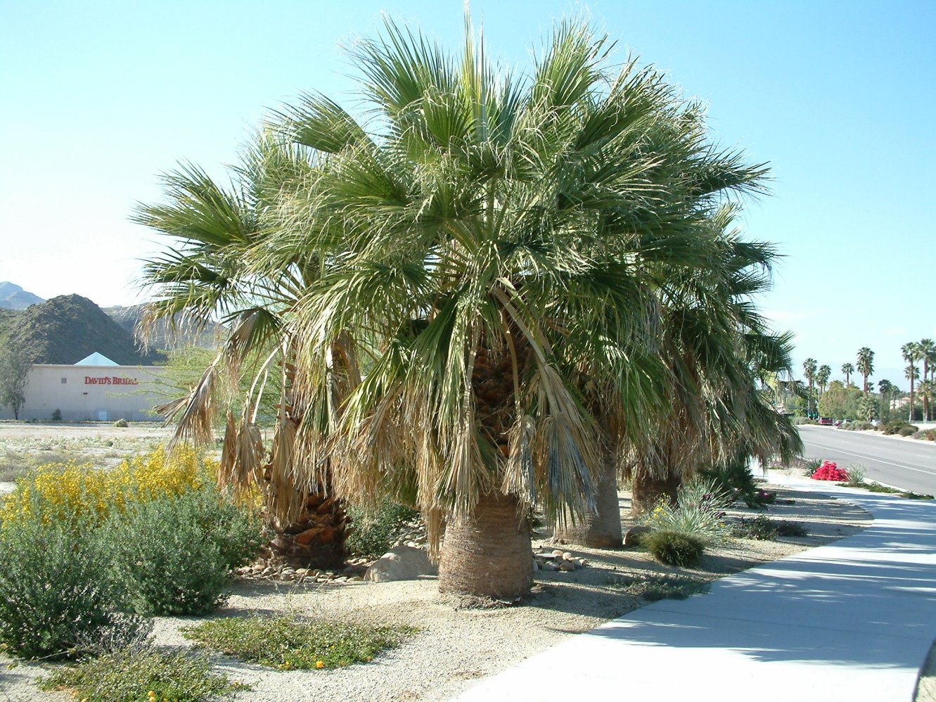 Washingtonia filifera - California Fan Palm | PlantMaster