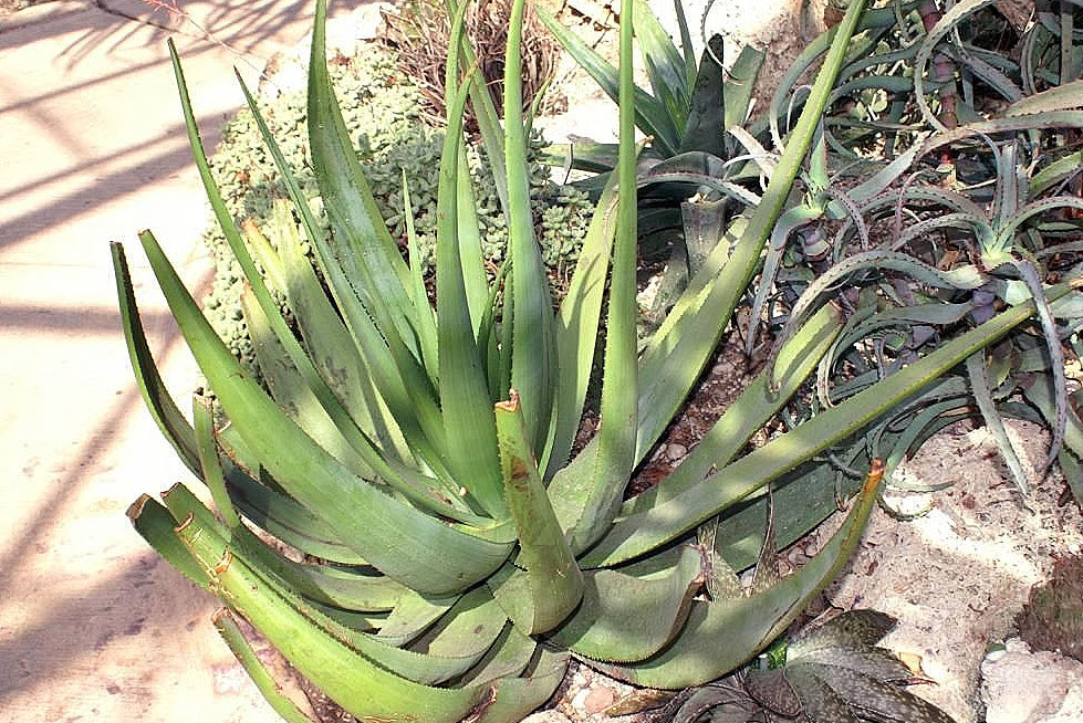 Aloe cvs. - Aloe Cultivars | PlantMaster