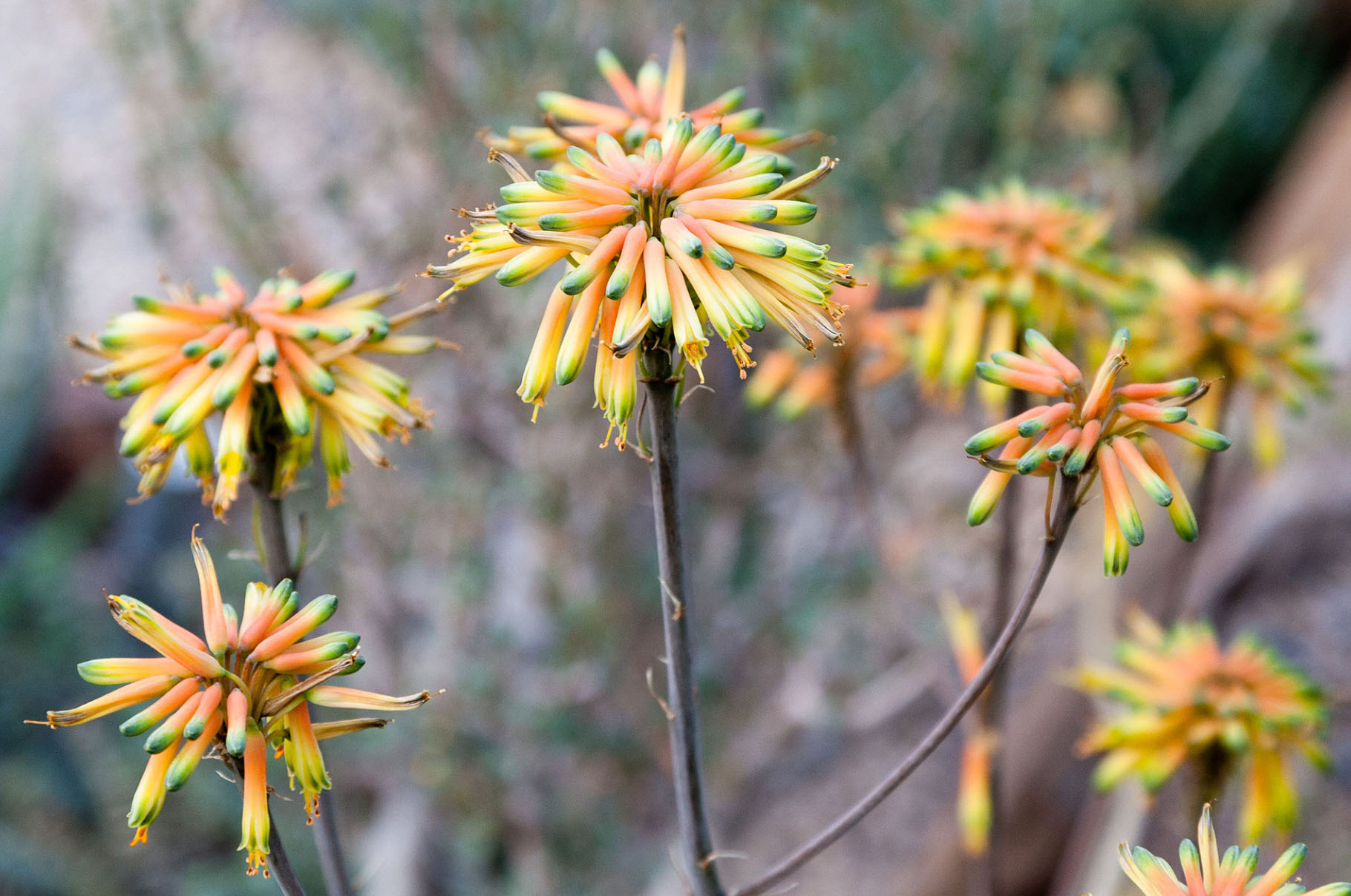 Aloe cvs. - Aloe Cultivars | PlantMaster