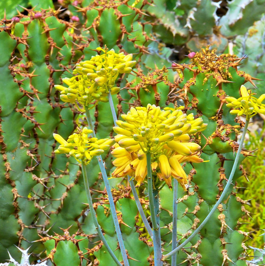 Aloe cvs. - Aloe Cultivars | PlantMaster