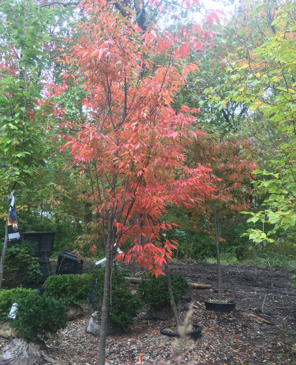 Japanese Zelkova - Shooting Star Nursery