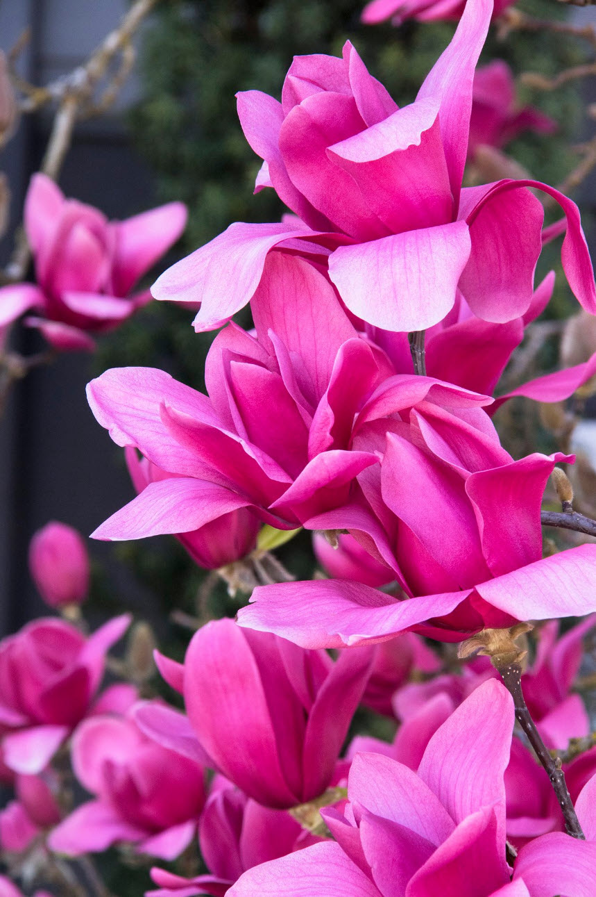 Magnolia x 'Vulcan' - Vulcan Magnolia | PlantMaster