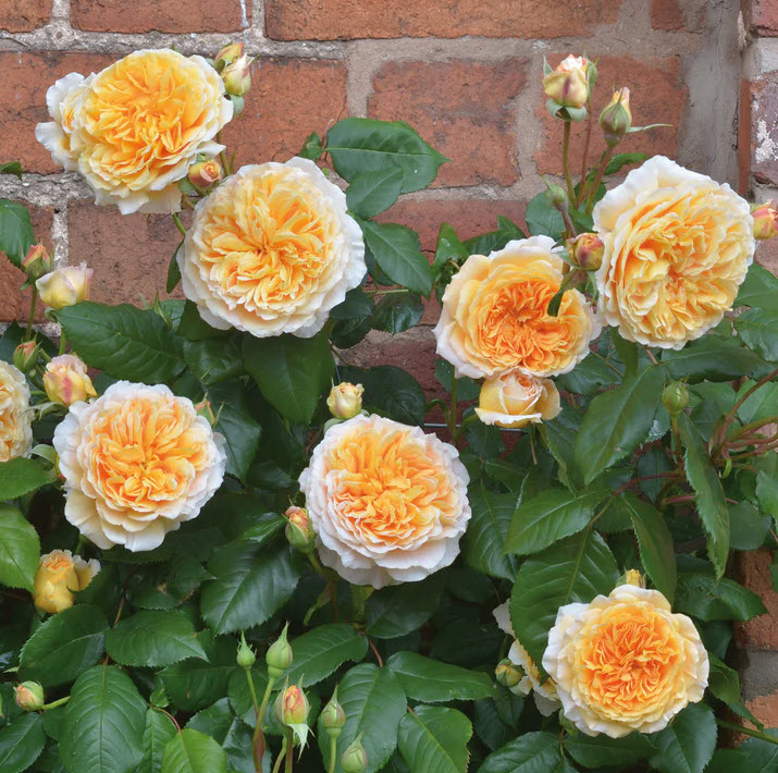 Rosa spp. & cvs. - Roses | PlantMaster