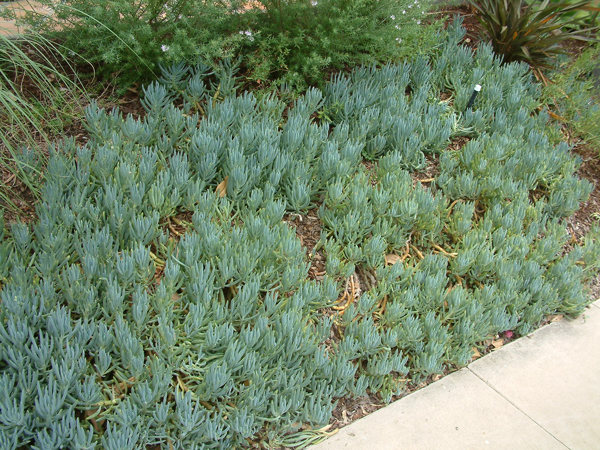 Senecio spp. - Senecio species and cultivars | PlantMaster