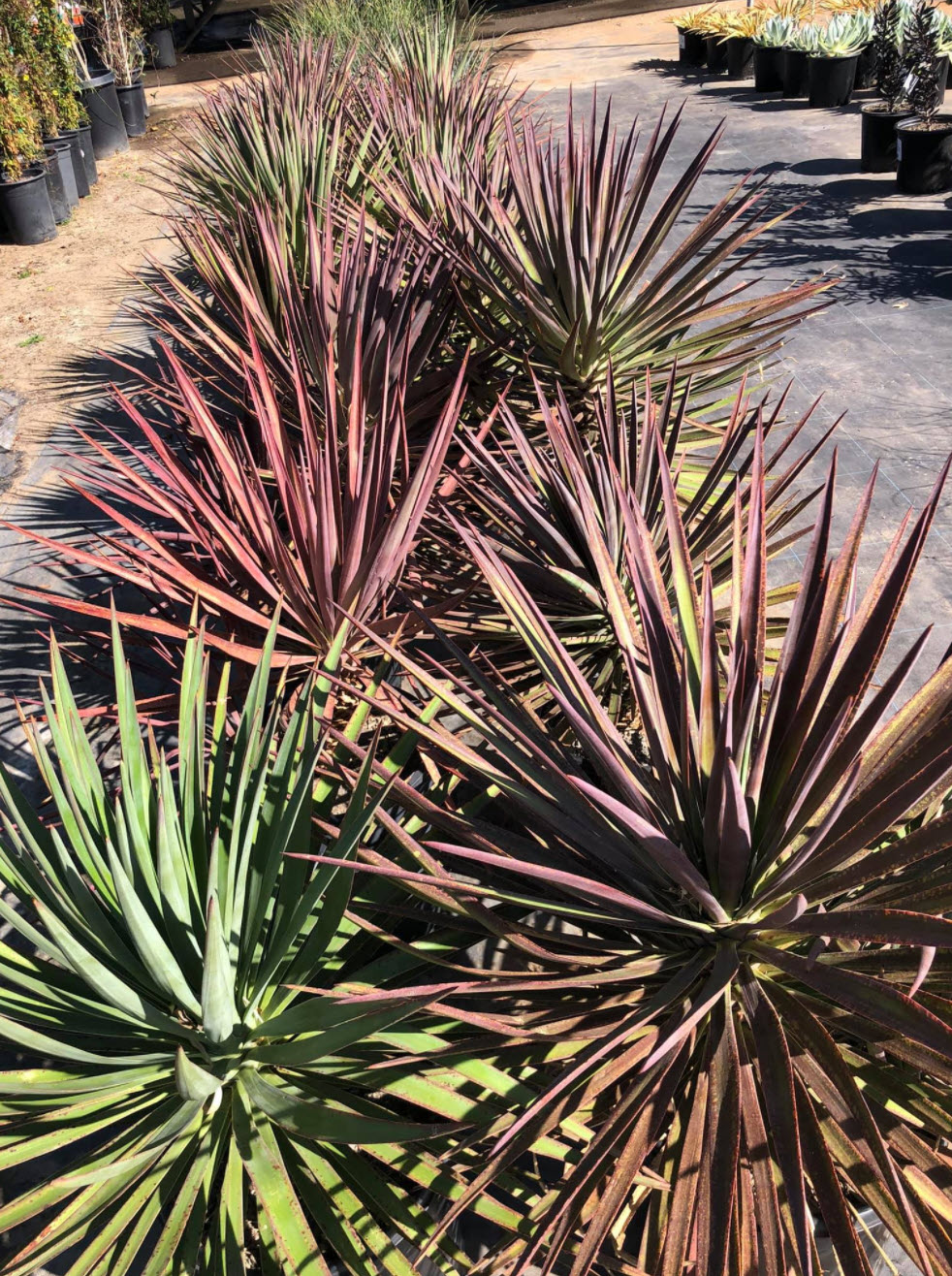 Yucca spp. - Yucca species | PlantMaster