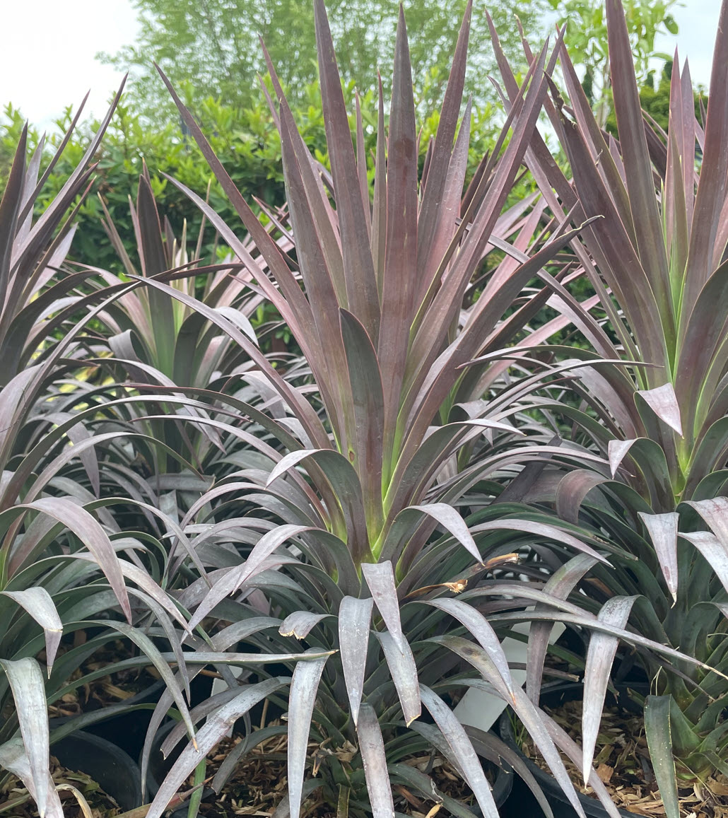 Yucca spp. - Yucca species | PlantMaster