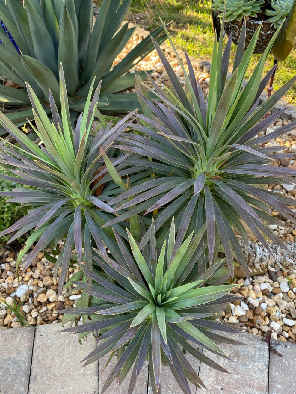 Yucca spp. - Yucca species | PlantMaster