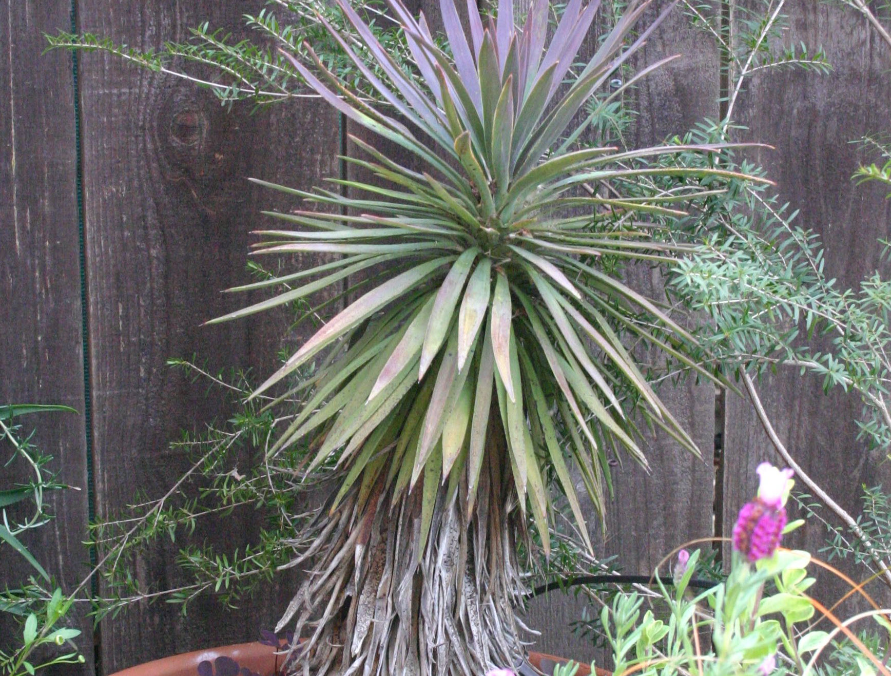 Yucca spp. - Yucca species | PlantMaster