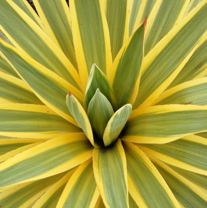 Yucca spp. - Yucca species | PlantMaster