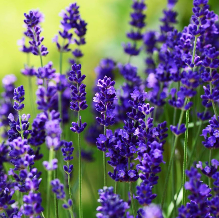 Lavandula angustifolia 'Ellagance Purple' - Ellagance Purple English  Lavender | PlantMaster