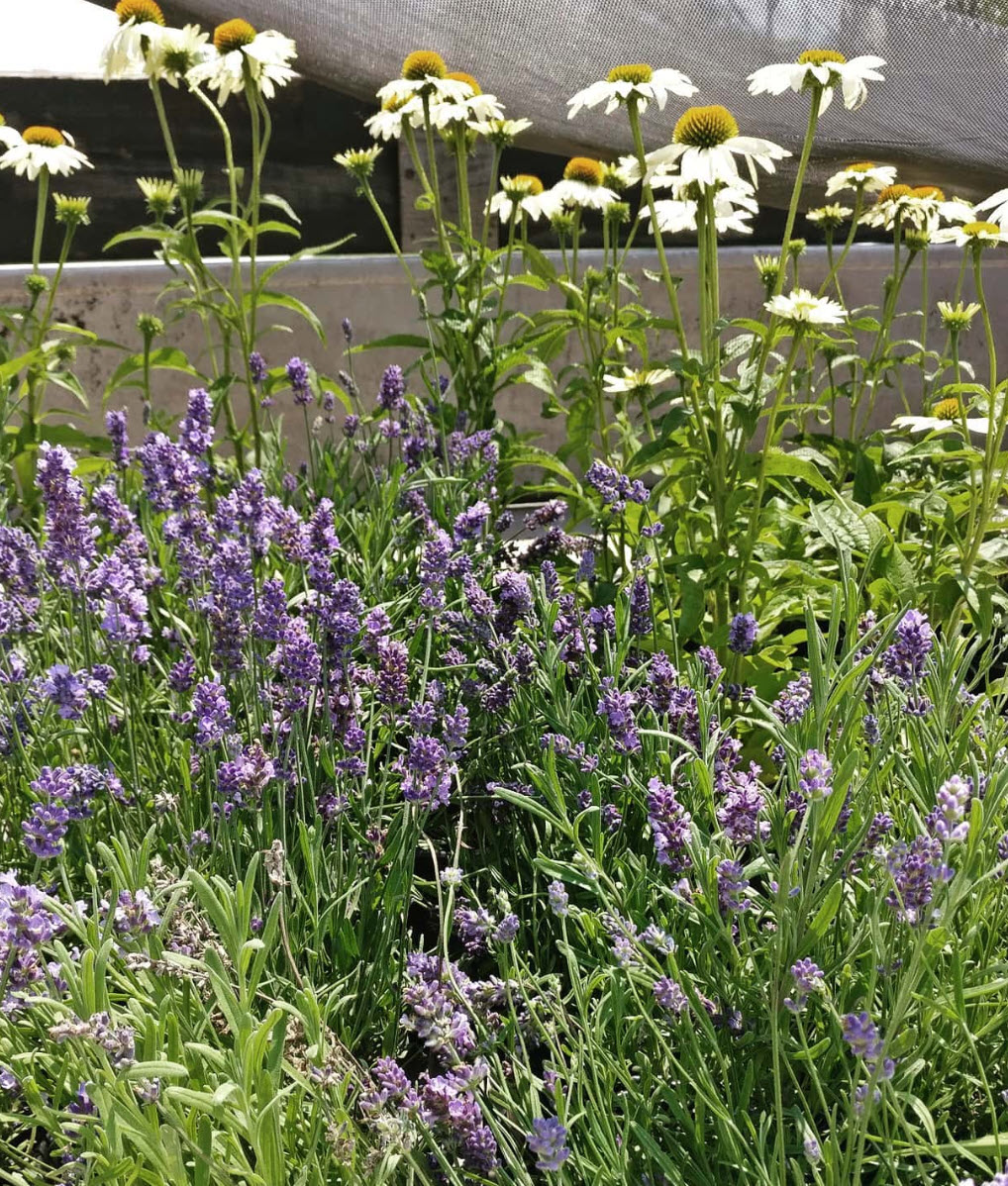 Lavandula angustifolia 'Ellagance Purple' - Ellagance Purple English  Lavender | PlantMaster