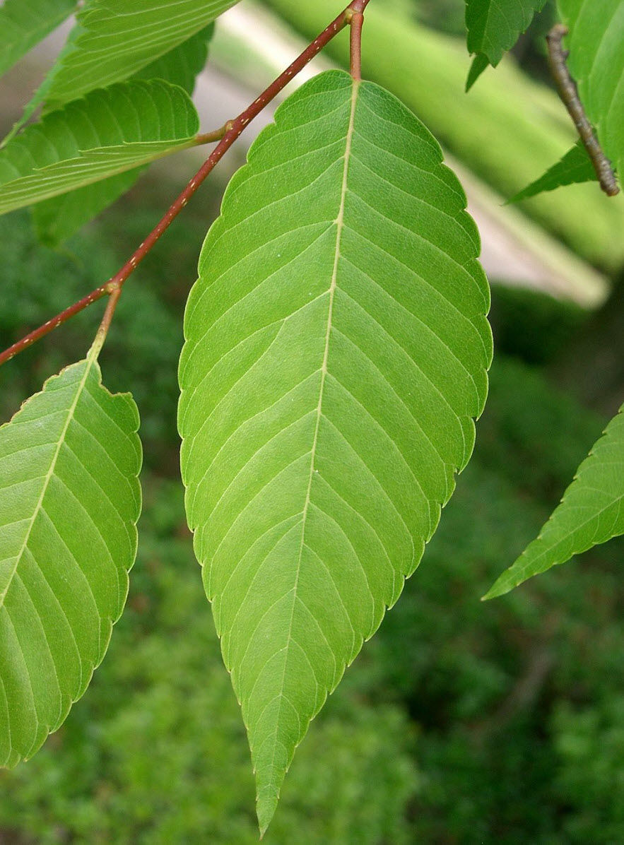 Zelkova serrata - Japanese Zelkova | PlantMaster