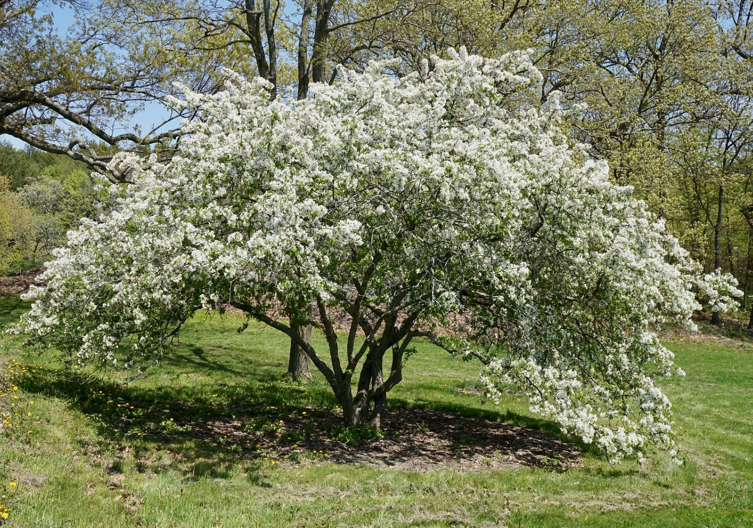 Malus coronaria - American Crabapple | PlantMaster