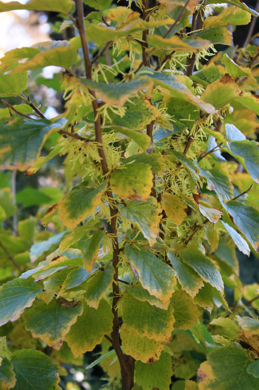 Hamamelis virginiana 'Little Suzie' - Little Suzie Witch Hazel