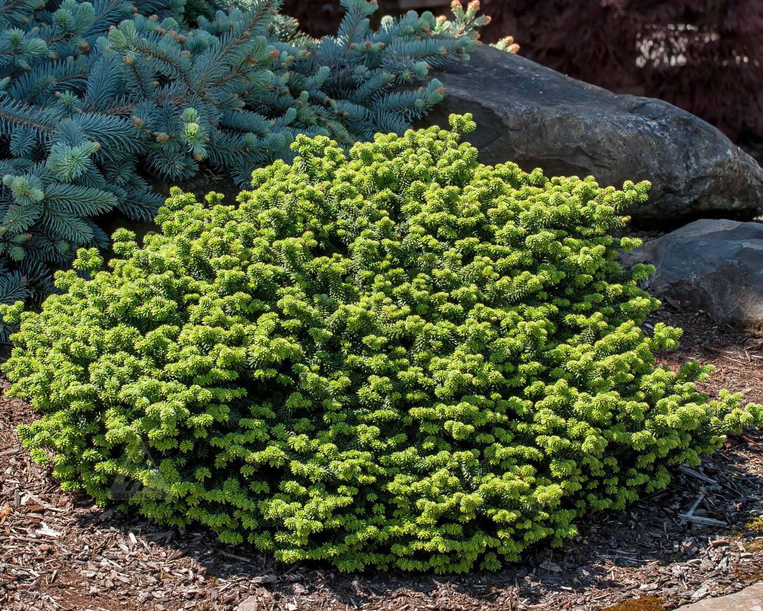 イスラヤ パウシスピノーサとフラビスピナ イスラヤ パウシスピノーサ