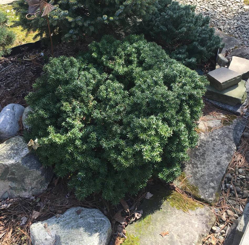 Abies koreana 'Cis' - Dwarf Korean Fir | PlantMaster