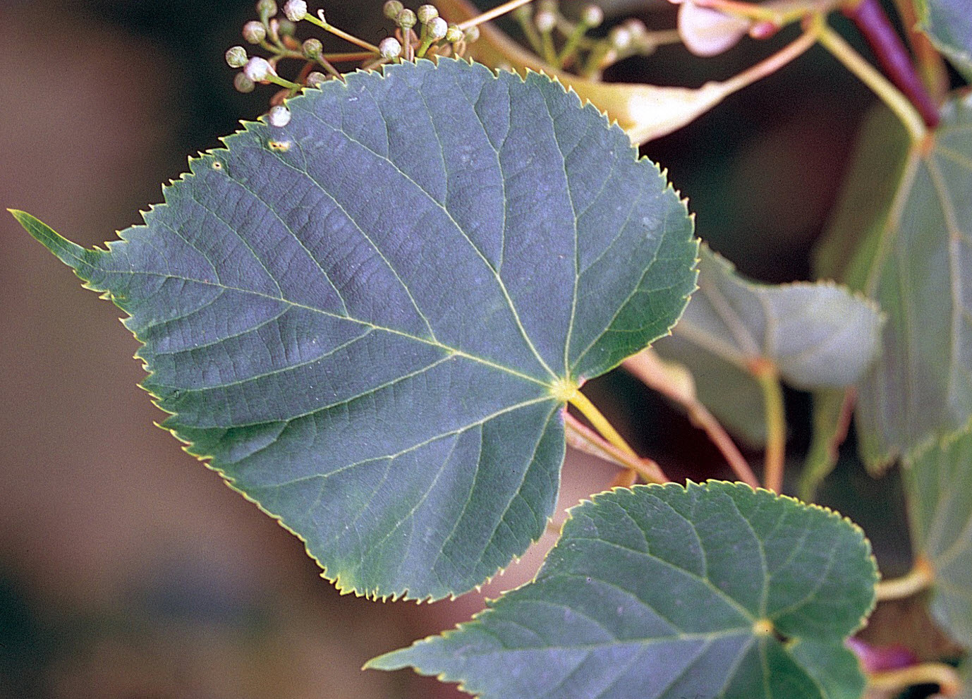 Tilia americana - Basswood | PlantMaster, image size:1378x991