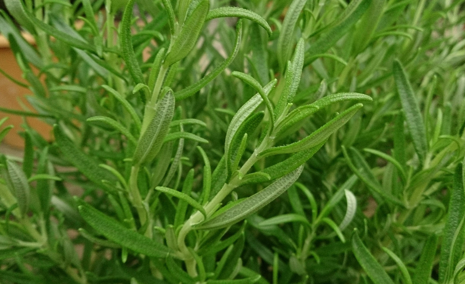 Rosmarinus culinary - Rosemary Culinary | PlantMaster