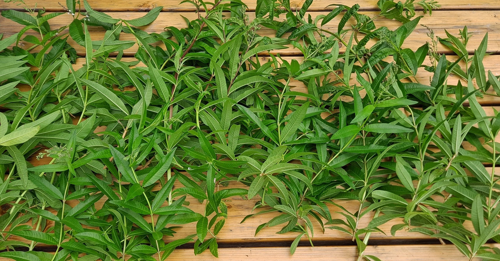 bamboo stalk plant Lucky Bamboo Stalks Gift