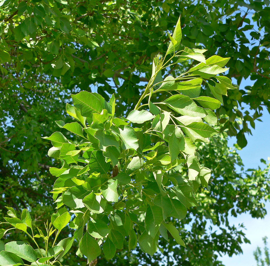 Fraxinus velutina 'Bonita' - Bonita Ash | PlantMaster