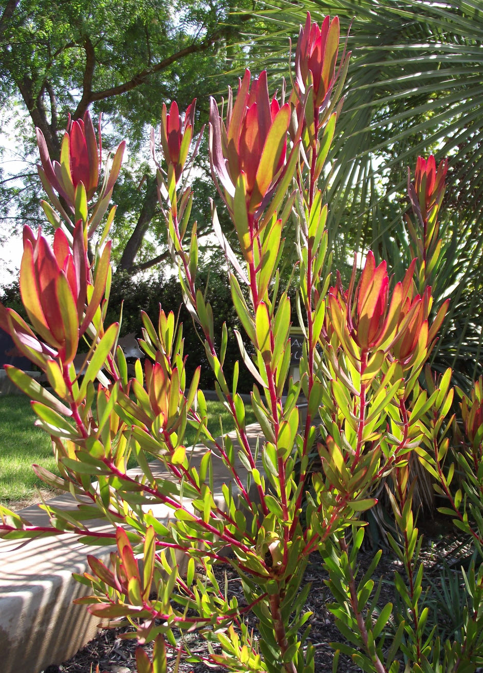 Leucadendron, Ausflora Pacific