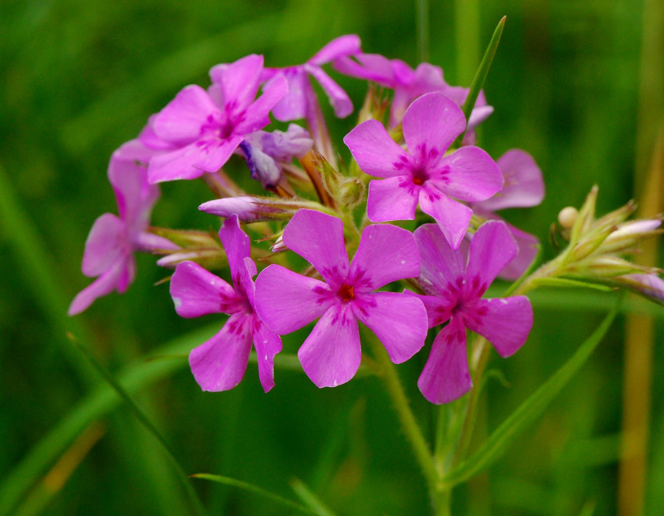 Phlox pilosa - Prairie Phlox | PlantMaster
