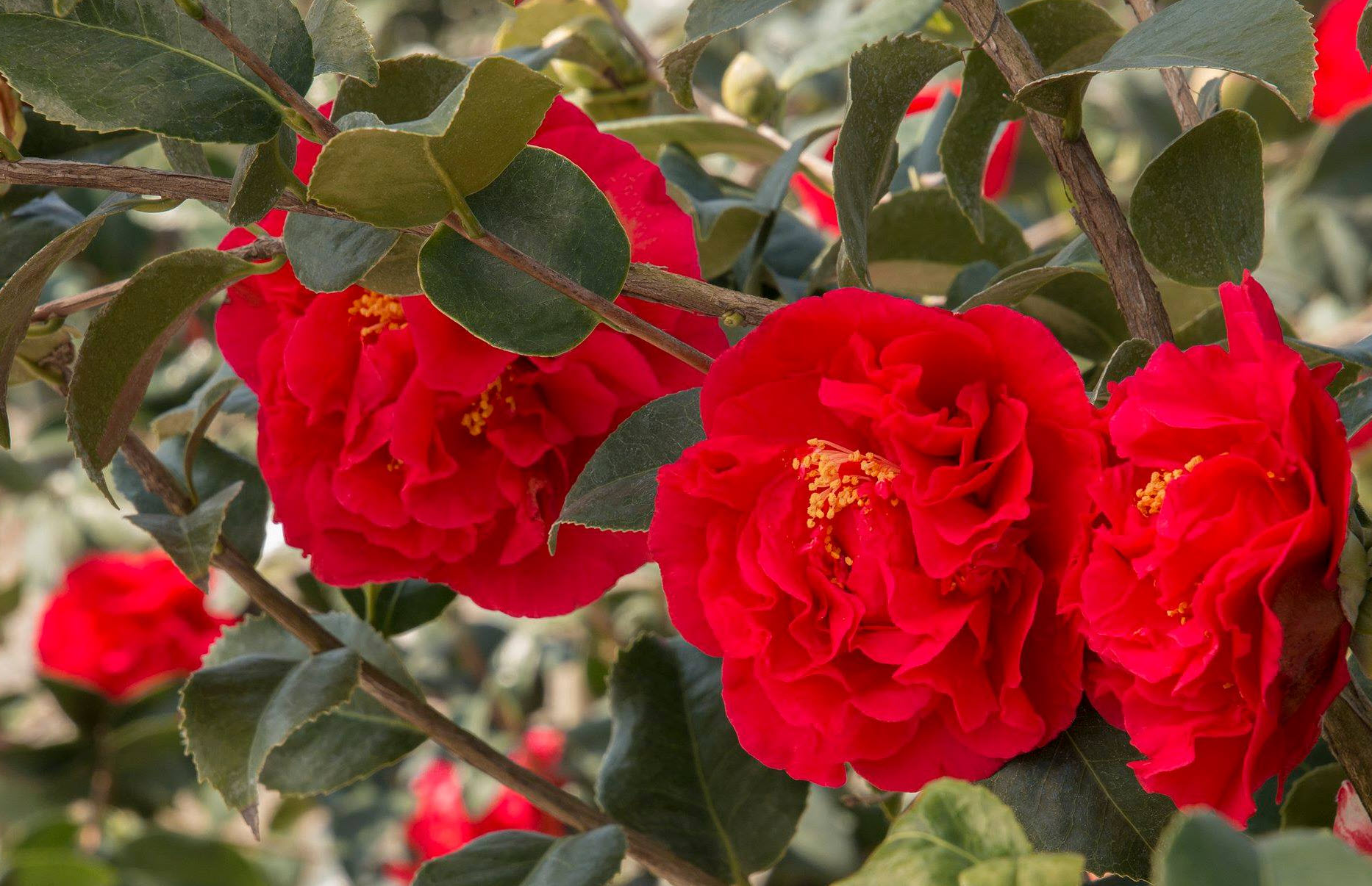 Kramer's Supreme Camellia - PlantingTree