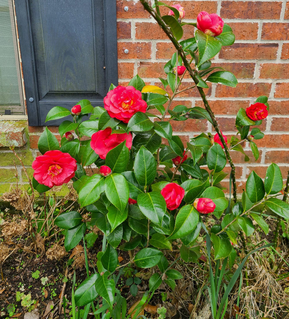 Kramer's Supreme Camellia - PlantingTree