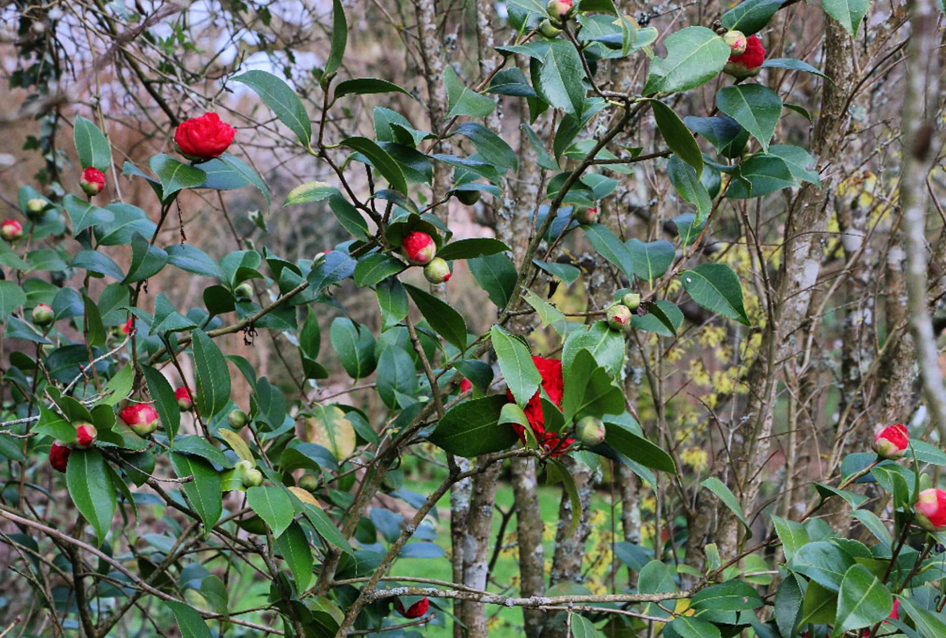 Kramer's Supreme Camellia - PlantingTree