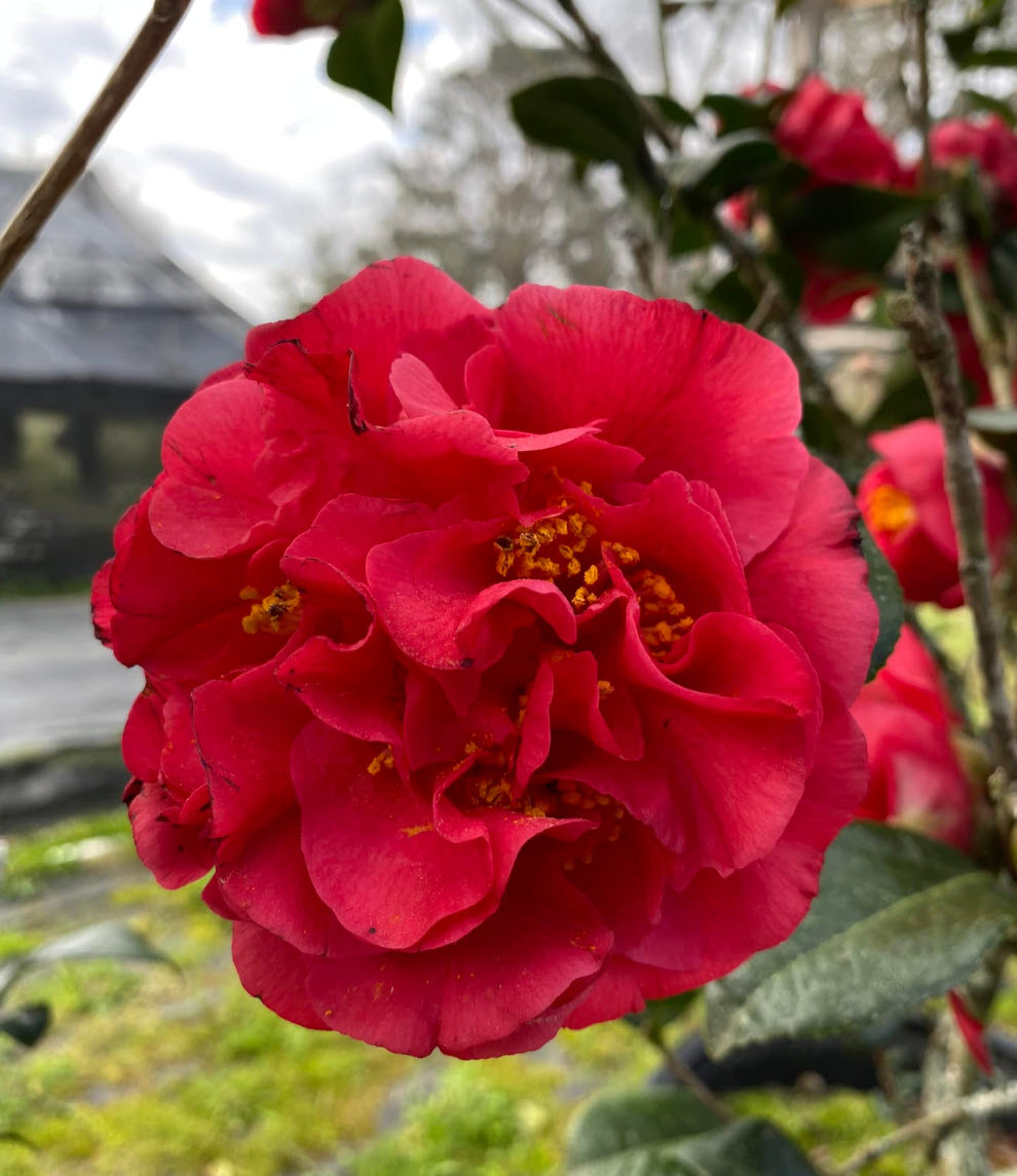 Kramer's Supreme Camellia - PlantingTree