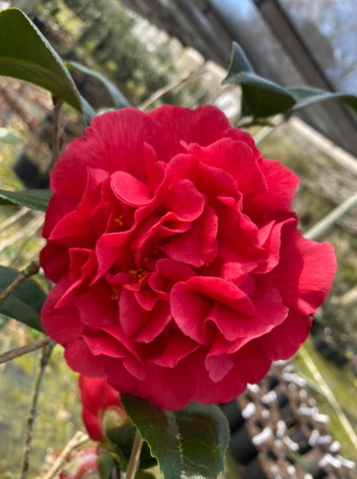 Kramer's Supreme Camellia - PlantingTree