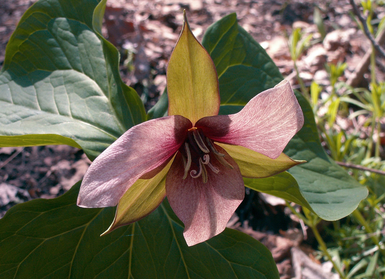 Trillium erectum - Red Trillium | PlantMaster