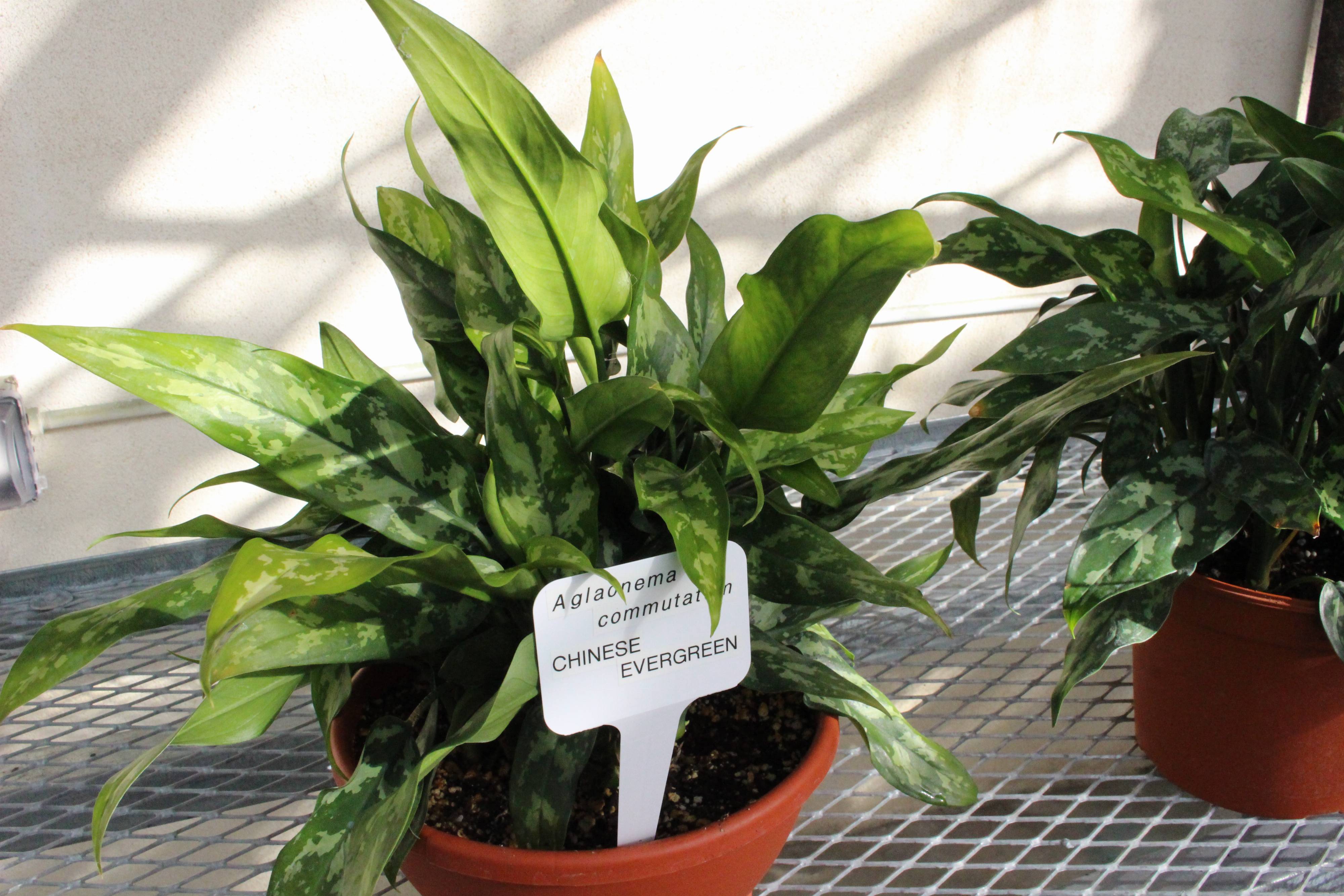 Aglaonema commutatum - Chinese Evergreen | PlantMaster