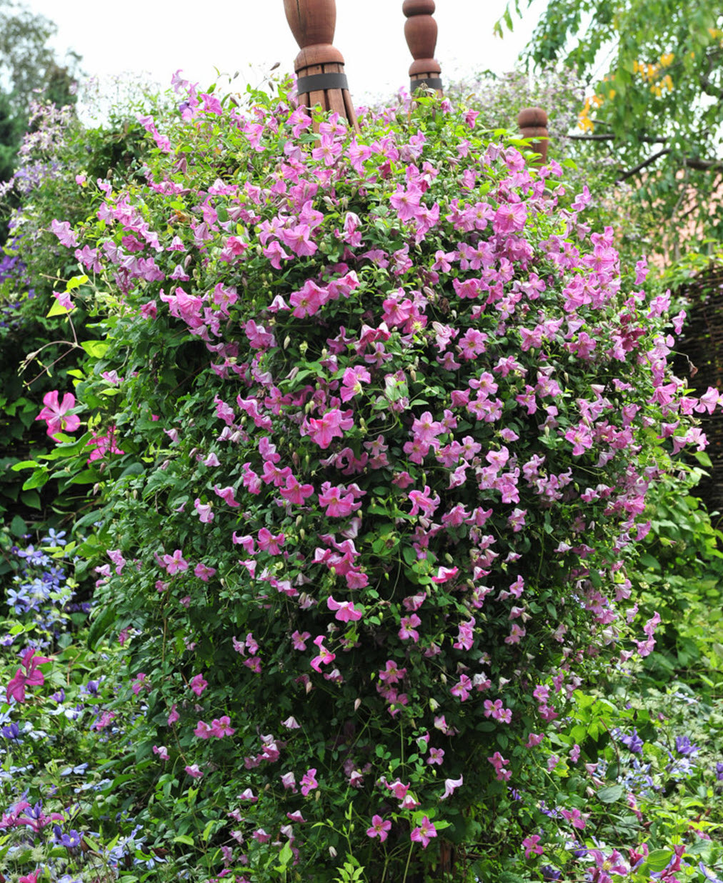 Clematis x 'Pink Mink' - Pink Mink Clematis | PlantMaster