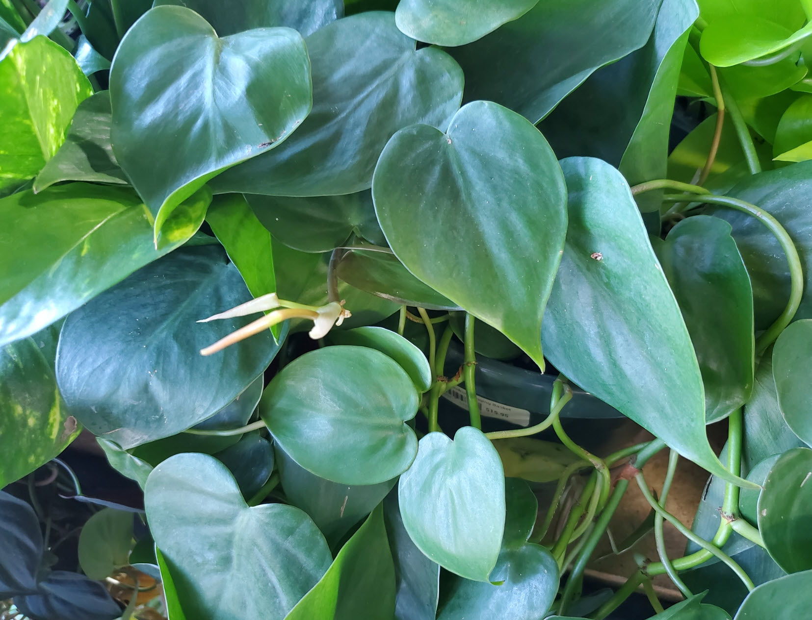 pothos epipremnum aureum Epipremnum Aureum