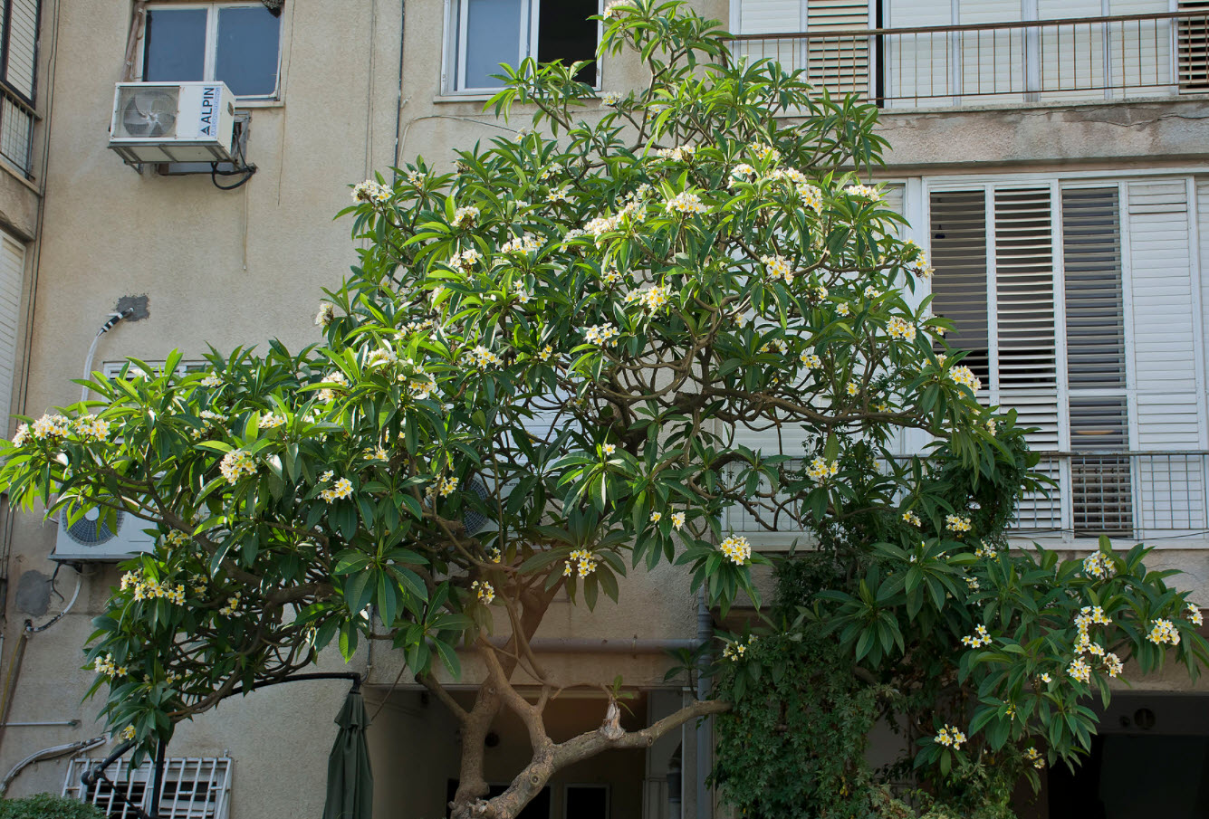 Plumeria rubra - Plumeria | PlantMaster