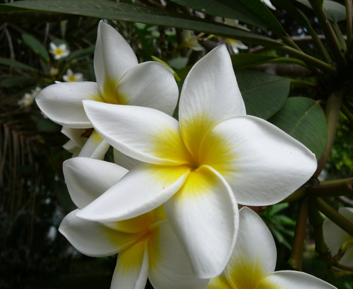 Plumeria rubra