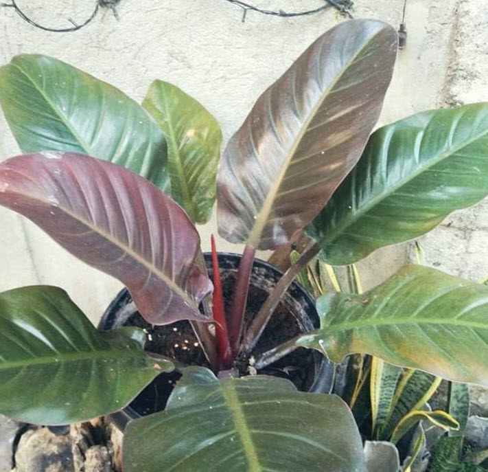 circle philodendron lwaf Buy Philodendron Heart Leaf in Trellis main image 1