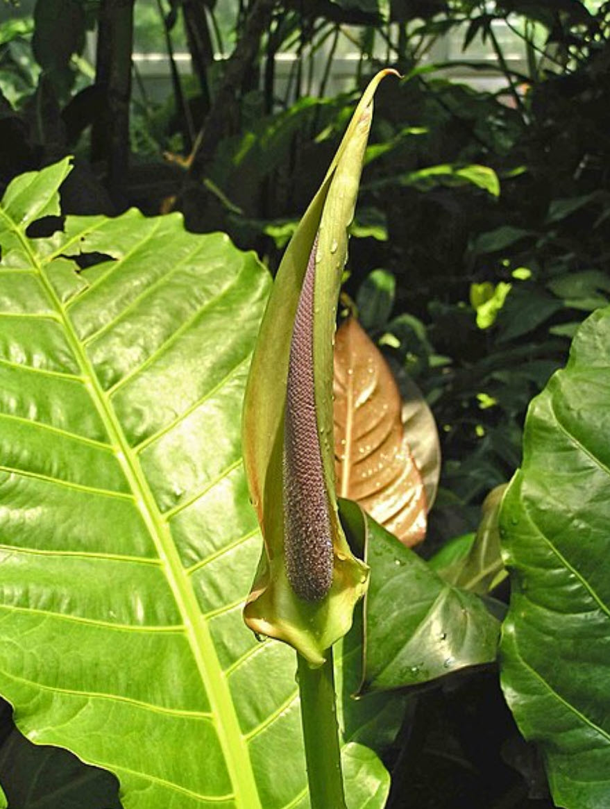 Philodendron 'Imperial Red' - Imperial Red Philodendron | PlantMaster
