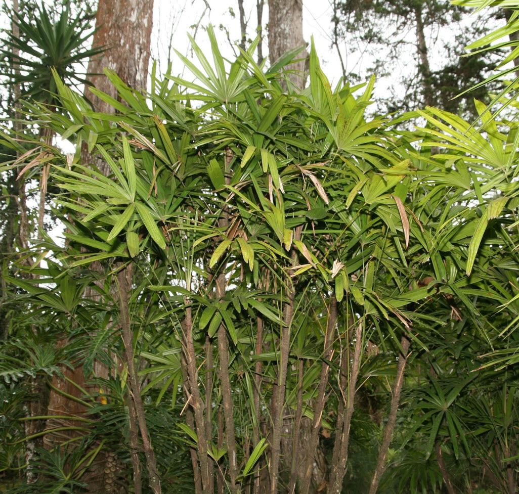 Rhapis excelsa