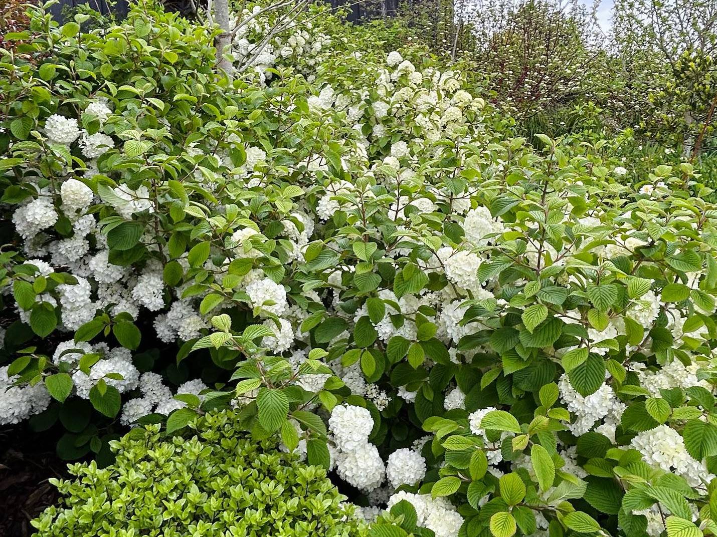 Viburnum opulus 'Sterile' - Sterile European Cranberry Bush | PlantMaster