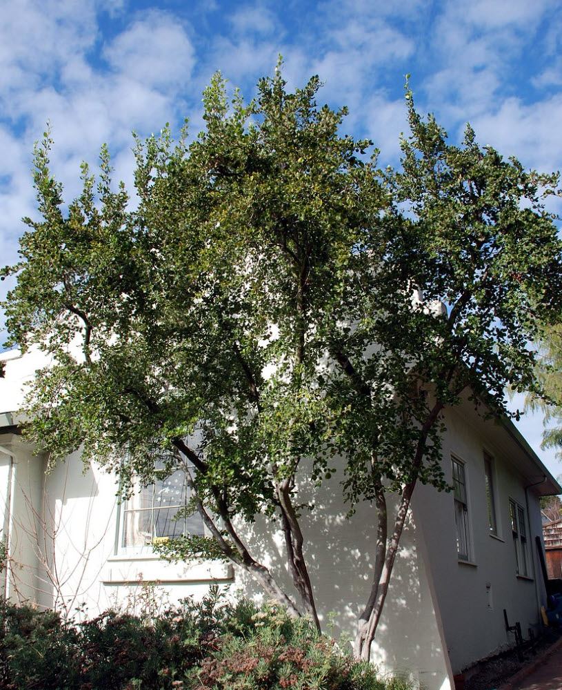 Cercocarpus betuloides var. blancheae - Island Mountain Mahogany |  PlantMaster