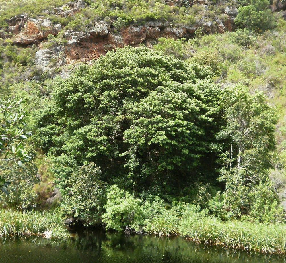 Podocarpus latifolius - Yellowwood | PlantMaster