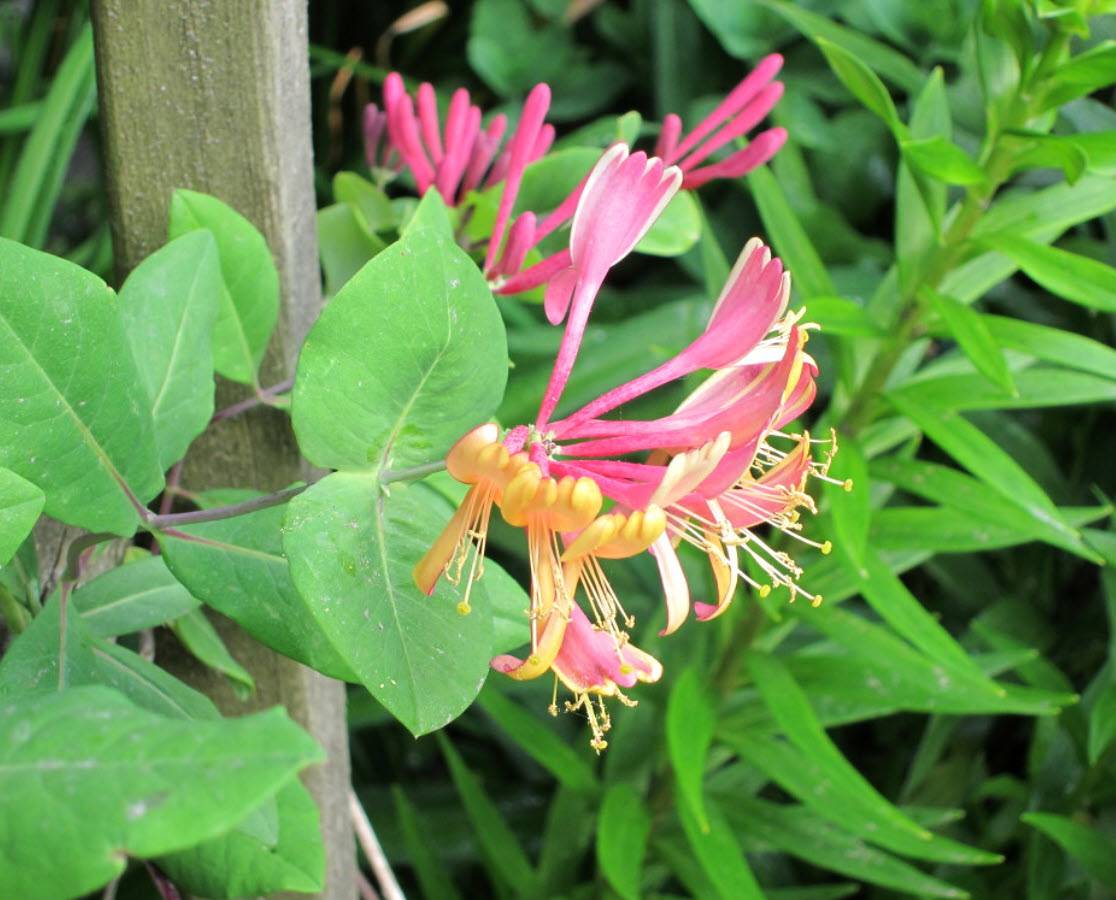 plant pieris Interstella® Japanese Andromeda main image 0