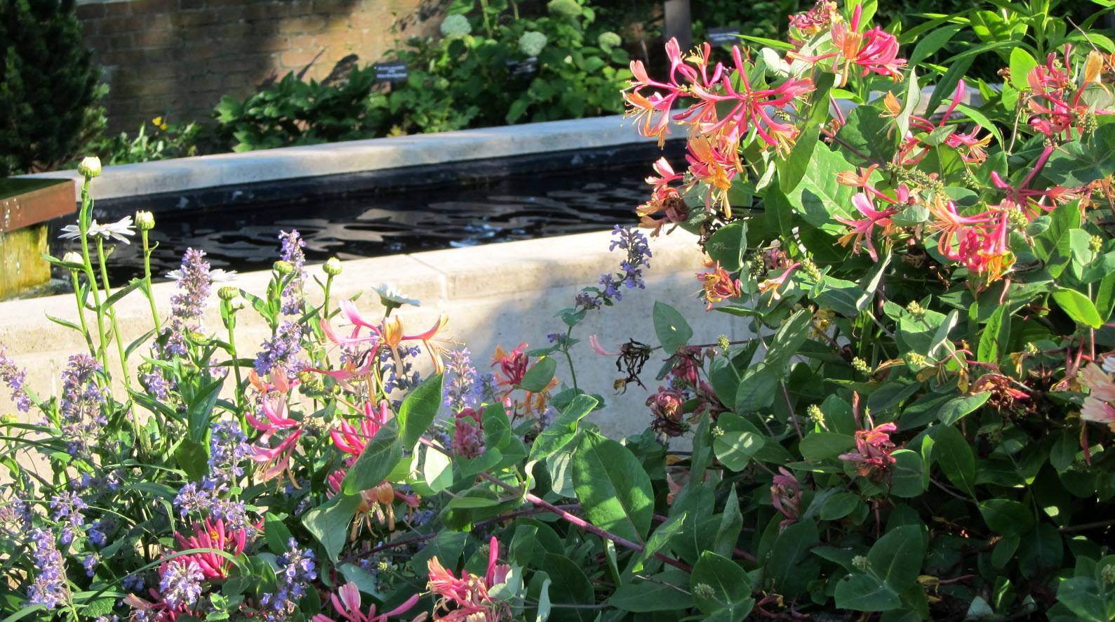 Lonicera x heckrottii 'Goldflame' - Goldflame Honeysuckle | PlantMaster