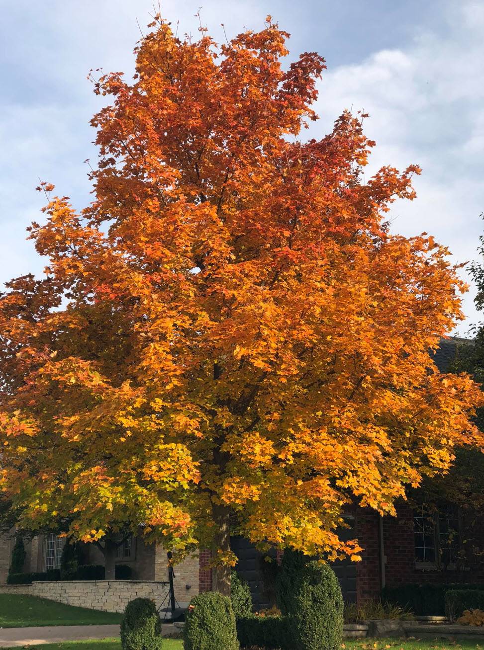 Acer x Norwegian Sunset - Norwegian Sunset Maple | PlantMaster