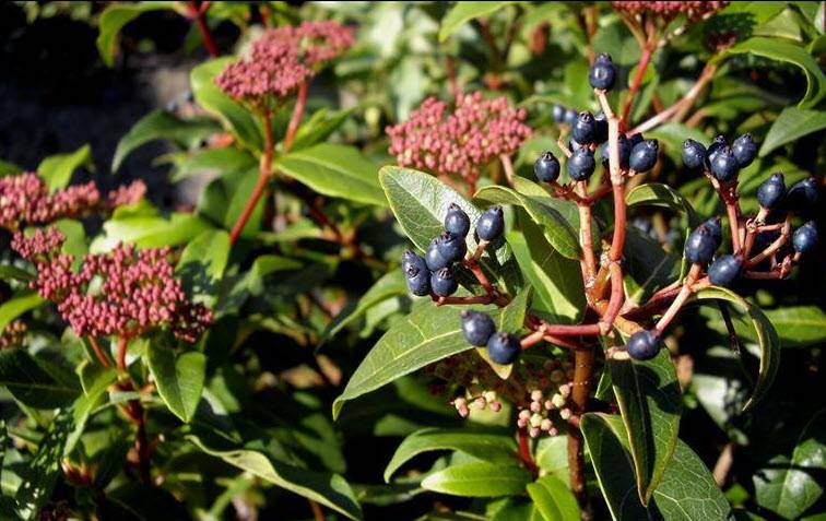 plante passiflore Passiflore bleue, grimpante fleurie facile main image 1